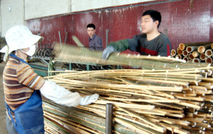部分竹材加工业主和毛竹培育能手走出家门,把工厂和基地办到县外,省外