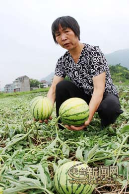 天台榧树人口_天台图片(2)