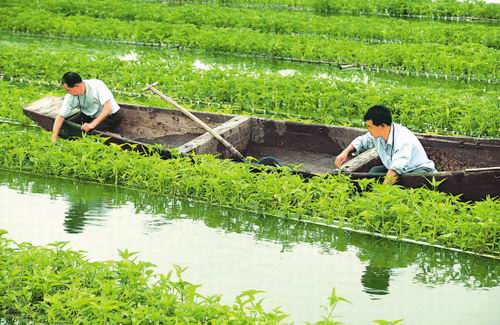 水面种菜不施肥图