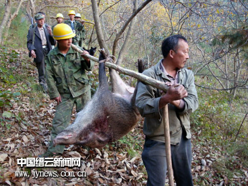 县集中猎捕成灾野猪专项行动成效显著