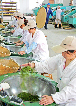 图为专业炒茶师在炒制安吉白茶.