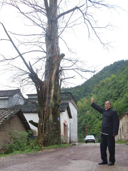 何邦振老人向记者介绍千年红豆杉来历 徐宇 摄中国历史文化名