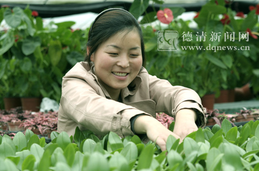 德清花卉占据杭州市场
