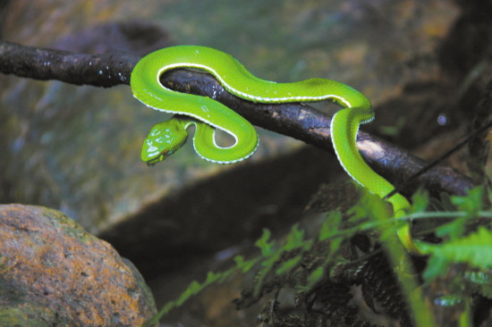 生息在陈溪太平山的竹叶青蛇