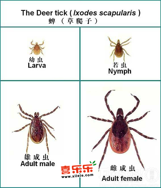 小小蜱虫竟能致人死亡 带你近距离看蜱虫(图)