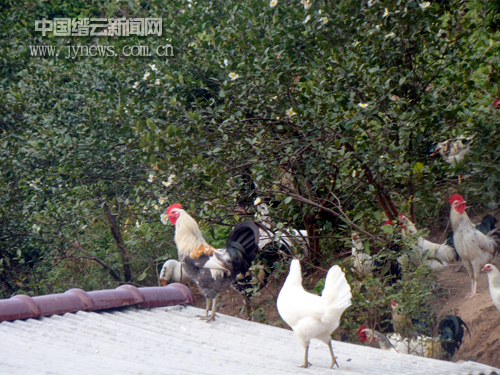 油茶树下养鹊山鸡遭遇小尴尬--缙云新闻网