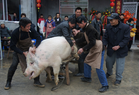 宰年猪