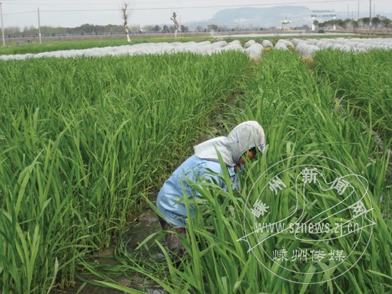 茭农为茭白间苗 促茭白长得更壮更结实