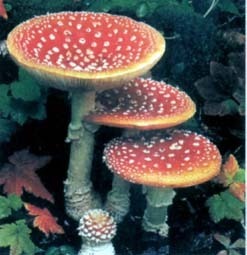 蘑菇排名_蘑菇卡通图片