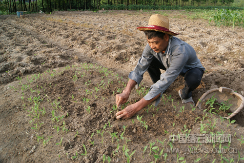 河北冀新玉米收割机_河北每亩玉米收入(3)