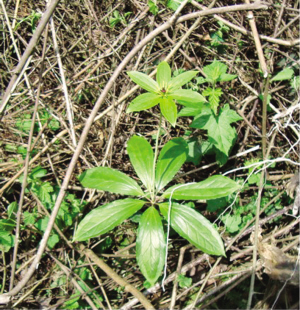 燥湿化痰,祛风定惊,治中风痰壅,口,眼斜,半身不遂,破伤风,外用散结