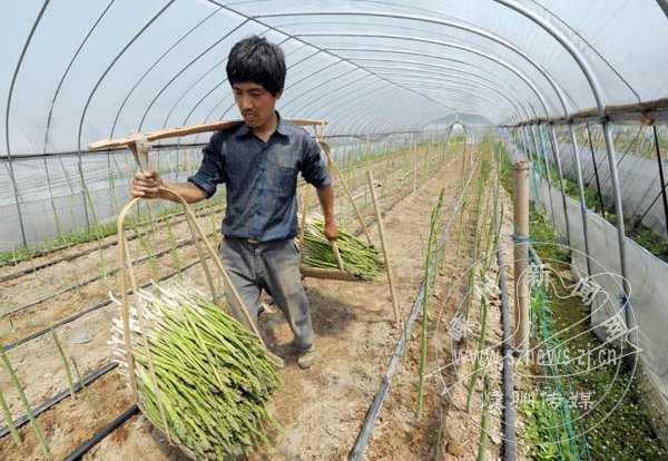 他的30亩芦笋基地自采用滴灌栽培技术以来,产量提升约40%,亩均产量可