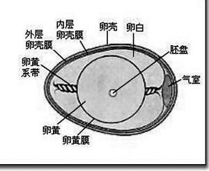 图为一顾客在超市蛋品区挑选鸡蛋.