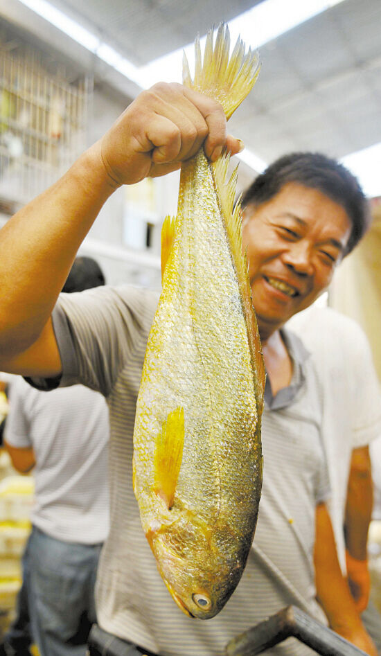 舟山老大一网捕获两吨野生大黄鱼--上虞新闻网