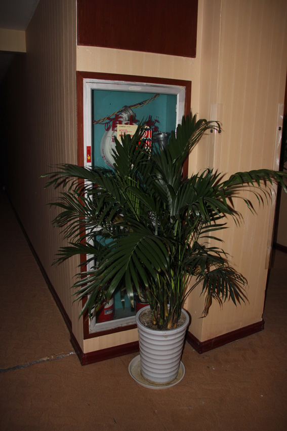 为美观绿化遮挡消火栓 嘉兴南湖消防助其重见