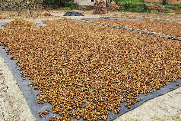 开化油茶全面开采 茶农喜获丰收