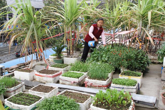 屋顶菜园,蔬果满屋