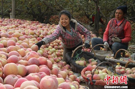 新疆冰糖心苹果大量上市