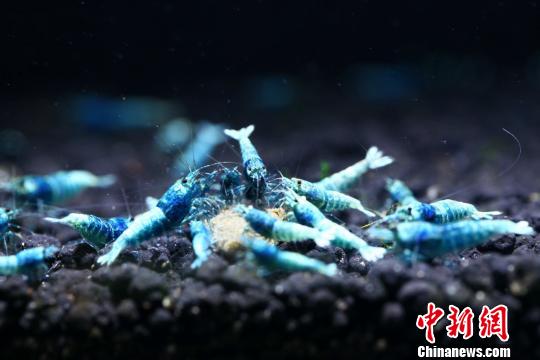 观赏虾新品