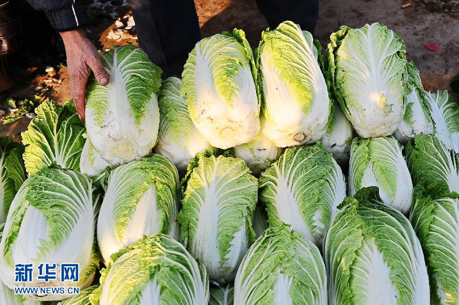 全国大白菜价格降至1元/斤以下