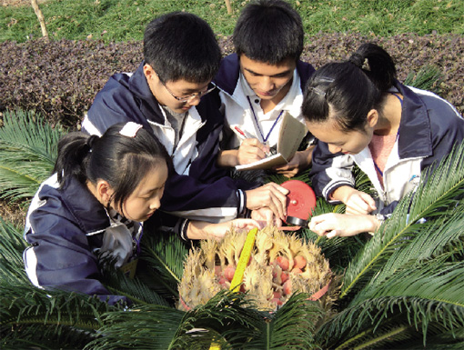  铁树结出凤凰蛋 --德清新闻网