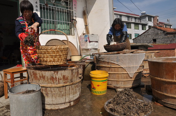 加工野生蕨粉--磐安新闻网