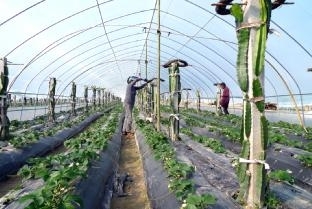 果园套种增效益--天台新闻网