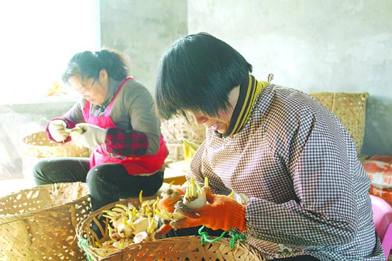 普陀观音水仙供不应求