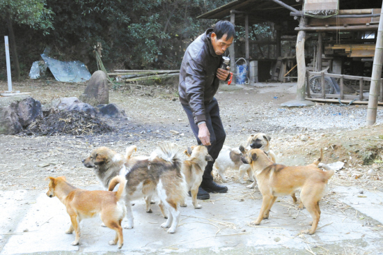 爱狗人士请多关注流浪狗--上虞新闻网