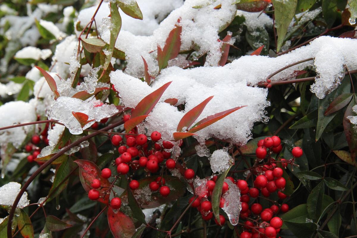 雪花飘飘中的开化美景(组图二)