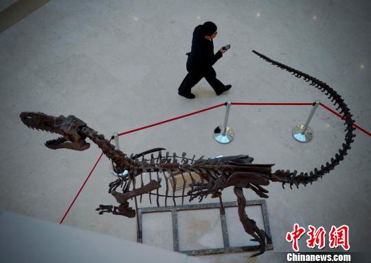 商场展出恐龙化石模型