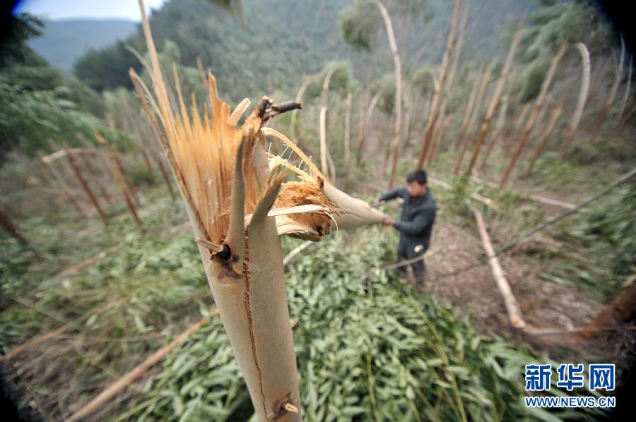 广西部分地区遭冷冻灾害