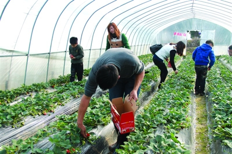 草莓园里采摘乐-,大棚,体验,占地,-常山新闻网