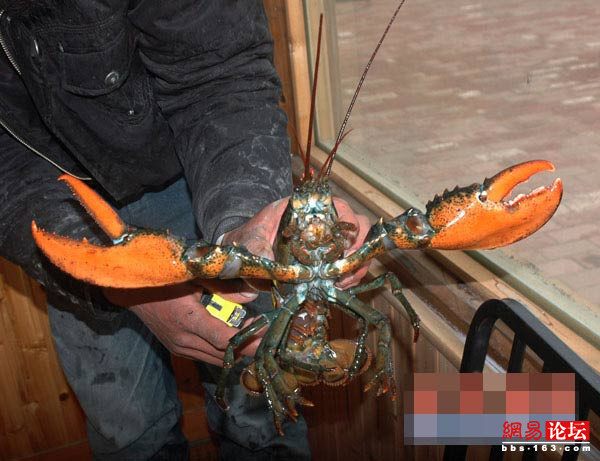 震撼!实拍渔民捕获的超大龙虾