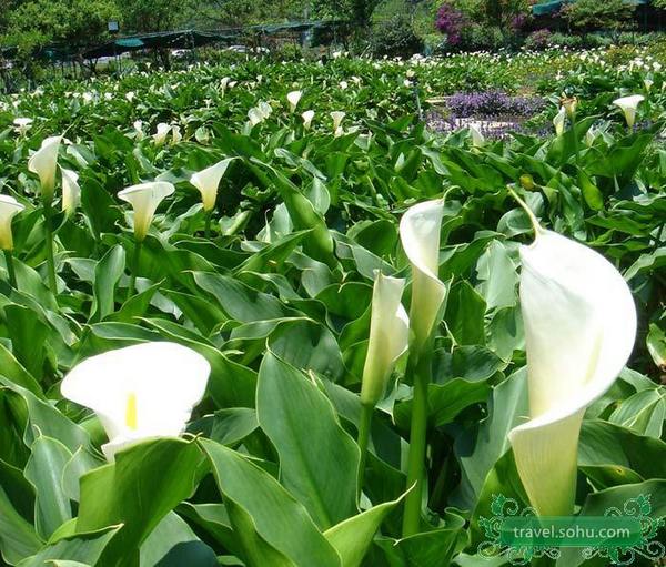 阳明山赏樱观海芋