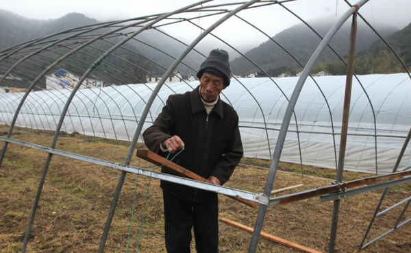 温室大棚_大棚收入(2)