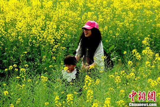福建油菜花开美不胜收