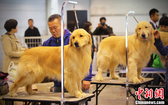 全犬种冠军展亮相南京
