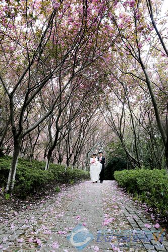 4月7日,一对新人在晚樱怒放的齐山植物园里拍摄婚纱外景,十分浪漫.