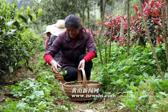 农民专业合作社社员在林地里采摘时日叶