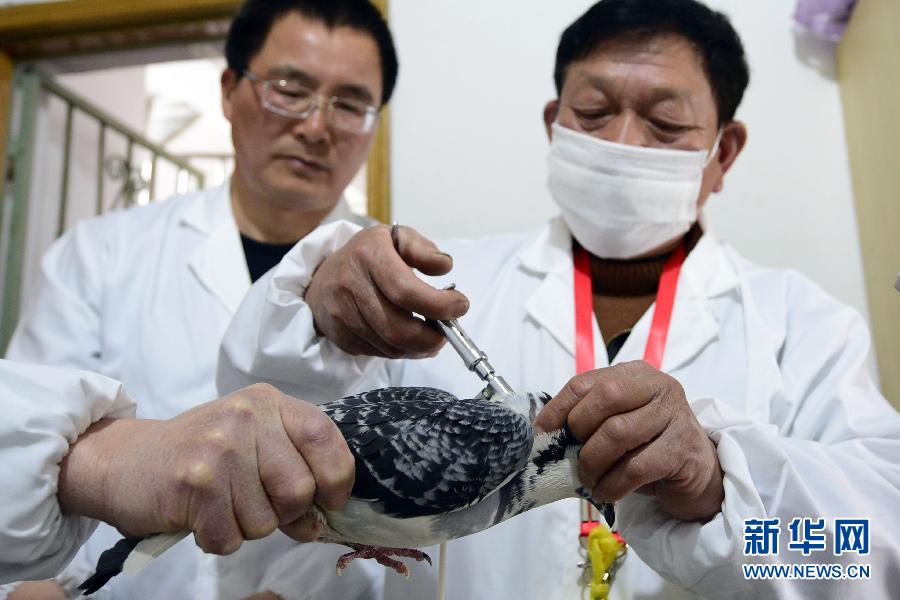 H7N9禽流感确诊60例分布于六省市 北京首例患