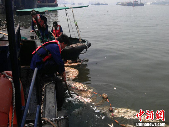 澳门筷子基北湾再现死鱼