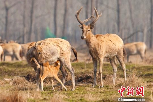 大丰麋鹿喜添330头鹿仔