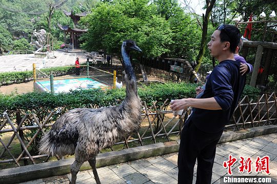 长沙百鸟与市民