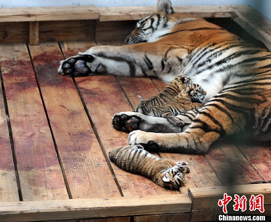 东北虎林园添八只小虎崽
