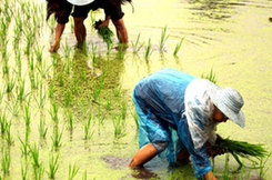 农民冒雨抢栽秧苗