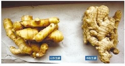山东姜农种姜用剧毒农药 南宁尚未发现有毒生姜