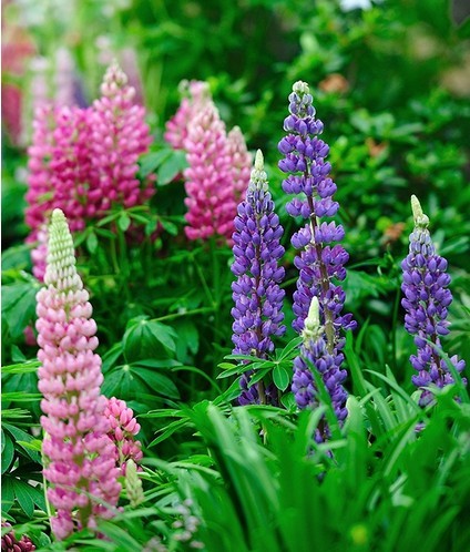 鲁冰花歌谱_鲁冰花简谱歌谱_鲁冰花歌词歌谱