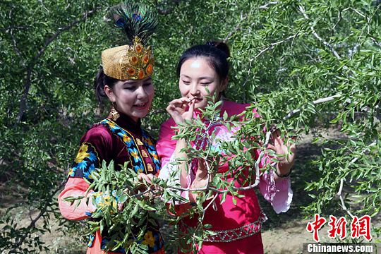 新疆若羌20万亩红枣花开