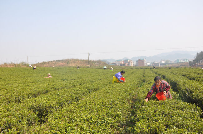 江山石门镇有多少人口_千里江山图(2)